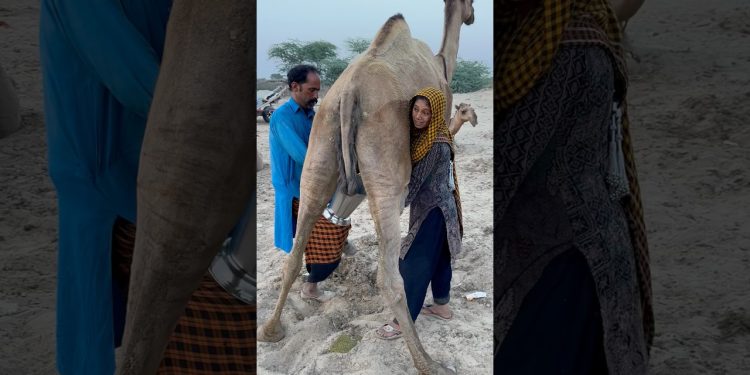 camels milk #traditional #villagelife #village food #traditional culture #india