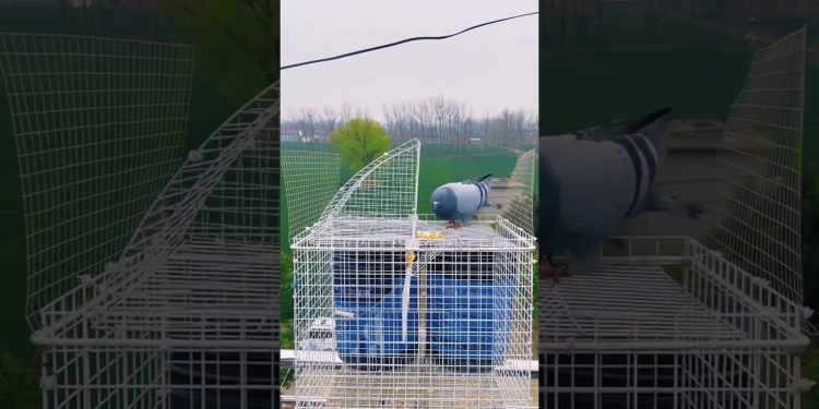 Bird's pigeon Cage In Village Life Style #Bird's #pigeon ##shorts