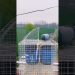 Bird's pigeon Cage In Village Life Style #Bird's #pigeon ##shorts