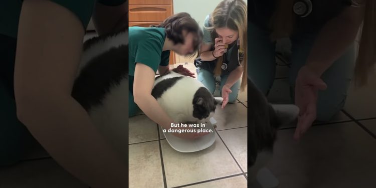 42-Pound Cat Goes On An Amazing Weight Loss Journey | The Dodo