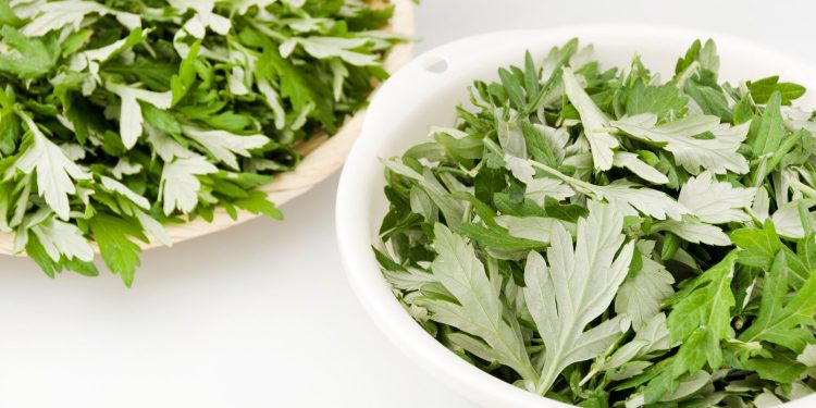 5 Unusual Health Benefits of Wormwood – IronMag Bodybuilding & Fitness Blog