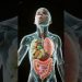 What Happens Inside Your Body When You Eat Fruits & Vegetables? | 3D Digestion Animation