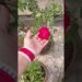 🥰🥰#minivlog #dailyvlog #shortfeed #shortvideo #shorts #life style with Mahi