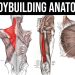 Muscle Anatomy for Bodybuilding 2025 – Best Exercises, Muscle Functions