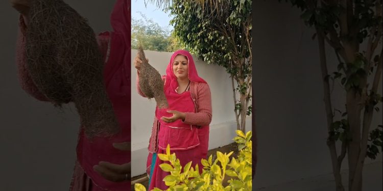 Aaj kuch bahut sunder dekha#mini vlog#shorts#villager life style#fun#bayakaghosla#shivi and sister😊🤣