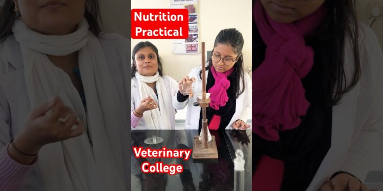 Animal nutrition practical// veterinary college// veterinary students// Assam