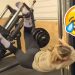 FUNNIEST GYM FAILS OF 2025 (BEST WORKOUT FAILS)