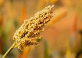 Jowar (Sorghum) – Benefits, Nutrition Value, & Recipes